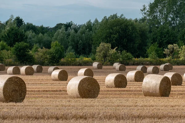 Cheerful autumn scene with round bales of straw on a mown cereal — Stock Photo, Image