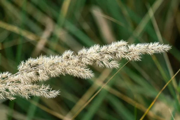 草の単一の咲く刃のマクロクローズアップ — ストック写真