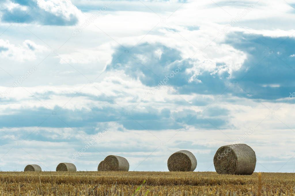 Cheerful autumn scene with round bales of straw on a mown cereal