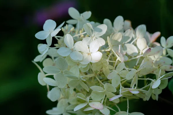 Las tiernas y frágiles flores blancas de una Hortensia de Pánico (Hy — Foto de Stock