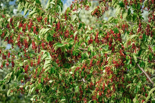 Ein schwarzer Kirschbaum (prunus serotina) voller roter Beeren in Lat — Stockfoto