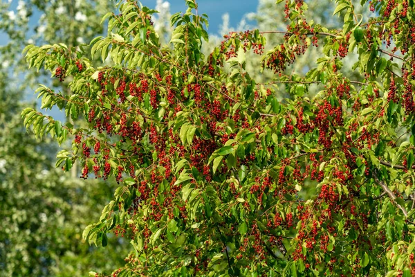 Uma cerejeira preta (prunus serotina) cheia de bagas vermelhas em lat — Fotografia de Stock