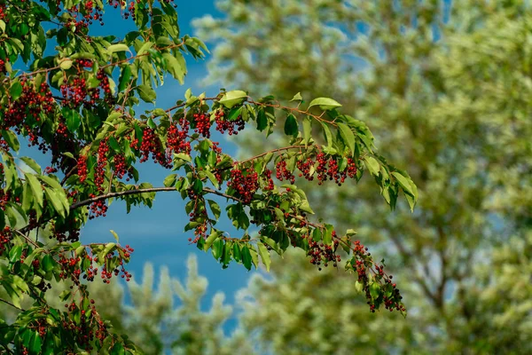 Ein schwarzer Kirschbaum (prunus serotina) voller roter Beeren in Lat — Stockfoto