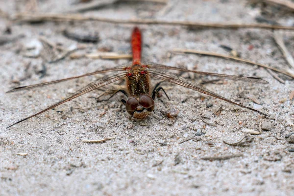 Macro gros plan de la tête d'une libellule rouge — Photo