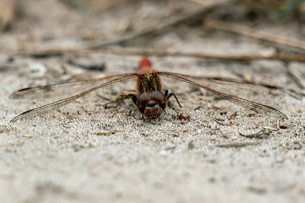 Macro gros plan de la tête d'une libellule rouge — Photo