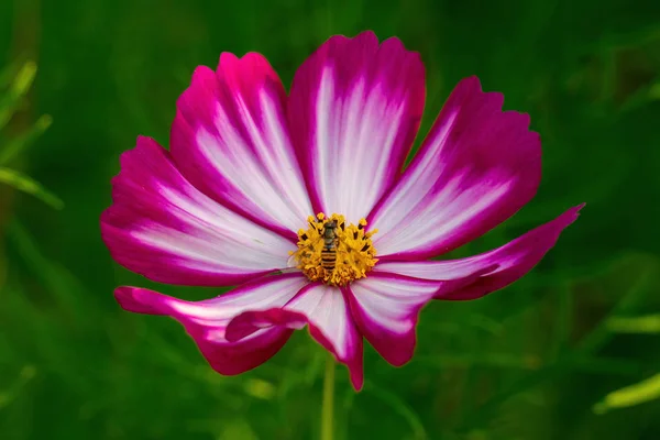 Kırmızı ve beyaz çizgili kozmosun makro yakın çekim (Cosmos bipinnat