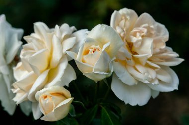 Birkaç sarı Lions renkli yakın çekim bokeh ile kafaları gül