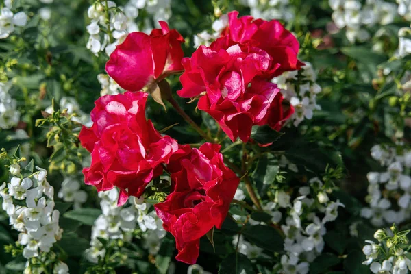 W ile birkaç koyu kırmızı Rotilia Rose kafaları Renkli yakın çekim — Stok fotoğraf