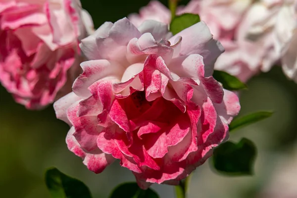 Sunny primo piano di un singolo bianco e rosa Sommerfreude tedesco ro — Foto Stock