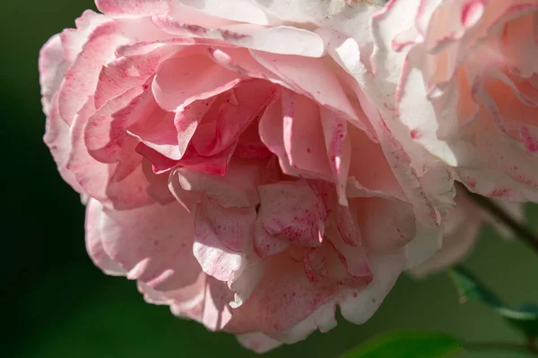 Sunny primo piano di un singolo bianco e rosa Sommerfreude tedesco ro — Foto Stock