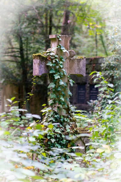 Steinkreuz-Denkmal mit Efeu auf einem Friedhof — Stockfoto