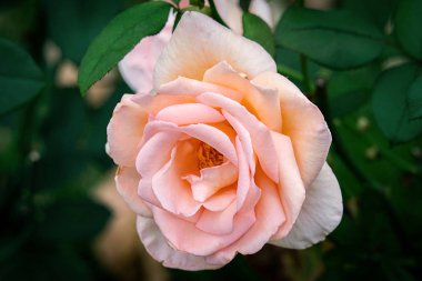 Tek bir pembe, turuncu ve beyaz Amerikan askerinin detaylı portresi.