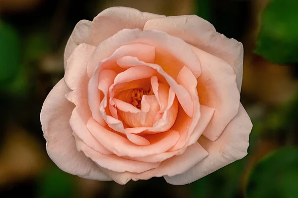 Szczegółowy portret jednego różowego, pomarańczowego i białego koloru GL — Zdjęcie stockowe