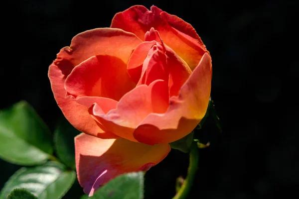 Detailed portrait of an orange ELLE  rose head in bright sunshin — 图库照片