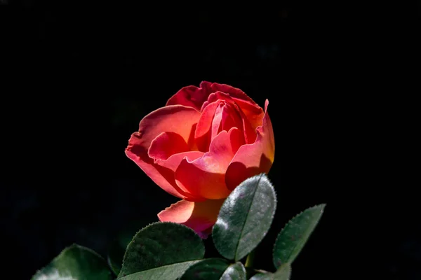 Detailed portrait of an orange ELLE  rose head in bright sunshin — 图库照片