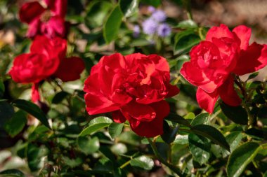 Birkaç kırmızı Kronjuwel gül kafaları güzel güneşli yakın 