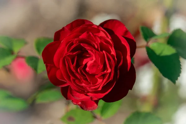 Sunny portrait of a dark red Lavaglut rose flower head — 스톡 사진