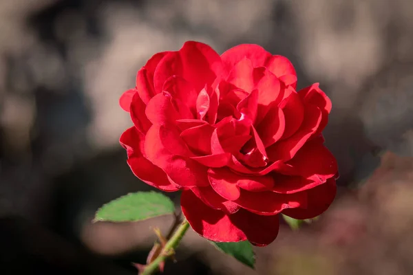 Słoneczny portret ciemnoczerwonej Lawaglut Róża Kwiat głowa — Zdjęcie stockowe