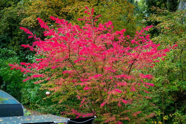 Kanatlı yanan çalının (euonymus alatus) renkli resmi 
