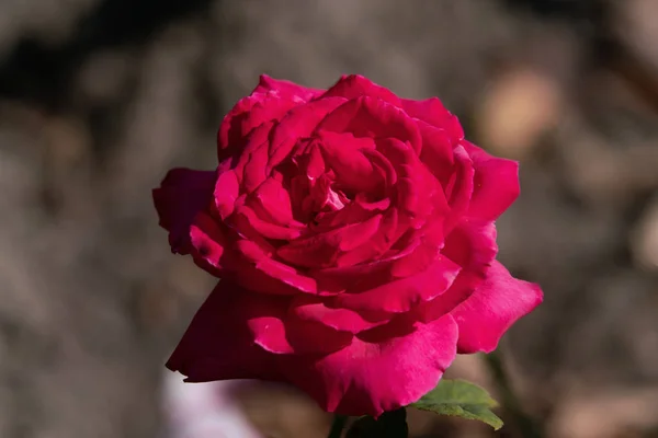 Beautiful sunny close up of a red Mainauduft rose head — стокове фото