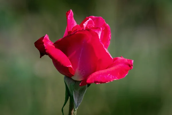 Beautiful sunny close up of a red Mainauduft rose head — стокове фото