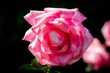 Beautiful sunny close up of a single pink Eliza rose bloom 