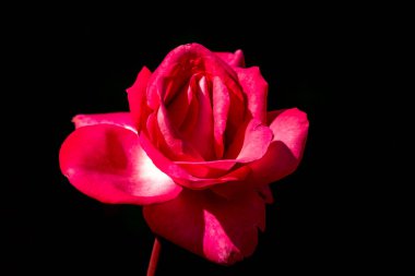 Beautiful sunny close up of a single pink Eliza rose bloom 