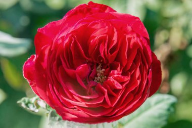 Güzel güneşli, tek bir kırmızı İncil çiçeğinin kapağı. 