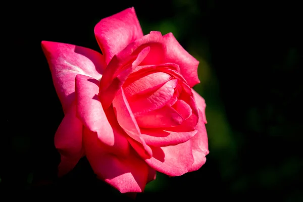 Piękne słoneczne zbliżenie pojedynczego różowego kwiatka róży Eliza — Zdjęcie stockowe