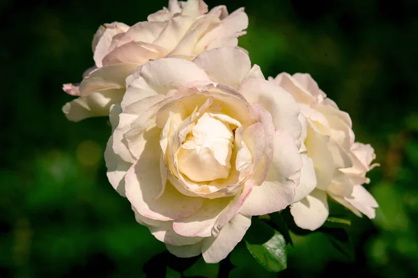 在几朵白色的拉佩拉玫瑰的近照下，阳光普照 — 图库照片