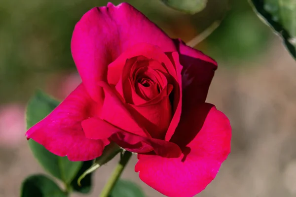 Schöne sonnige Nahaufnahme einer einzigen großen lila Rosenblüte — Stockfoto