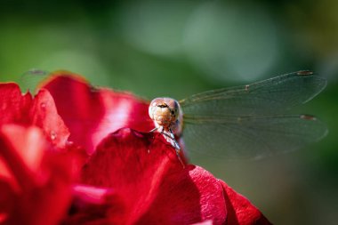 Detaylı makro. Kahverengi bir yusufçuğun yarı saydam kablosuz görüntüsü.
