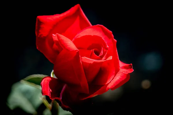 Барвистий крупним планом червоний Duft Festival німецька троянда в яскравому су — стокове фото