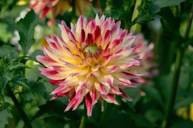 Kırmızı ve sarı renkli çok renkli Alman Dah 'ın renkli yakın çekimi.