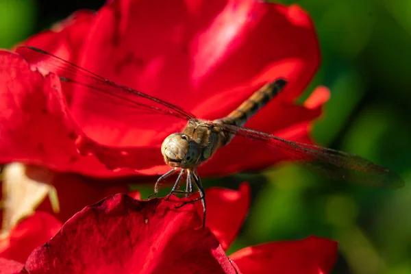 Macro detalhada perto de uma libélula marrom com wi translúcido — Fotografia de Stock