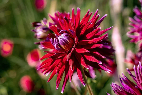 Szczegółowe zbliżenie pięknej Gerry Scott kaktusa dahlias flow — Zdjęcie stockowe