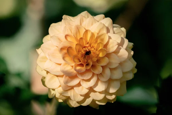 Gedetailleerde close-up van een gele Golden Scepter dahlia — Stockfoto