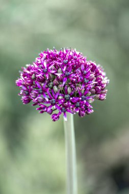 Mor soğan çiçeğinin (allium) yarım açık bir tomurcuğunu yeşil bir bokeh arka planının önünde izole et