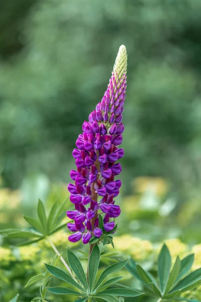 Primer Plano Una Flor Altramuz Púrpura Con Fondo Bokeh Verde —  Fotos de Stock
