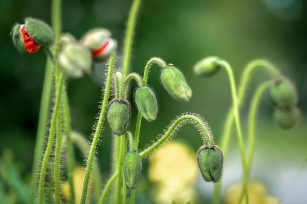 Bizarre shot of green buds of poppies with bokeh background