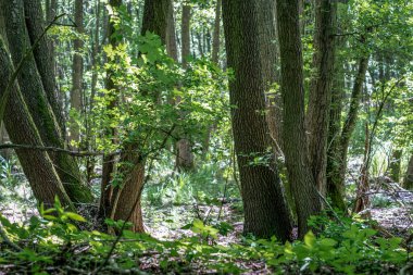 Berrak, güneşli bir günde su yüzeyinde yansımaları olan yemyeşil ağaçlar ve bitkiler bataklıkta.