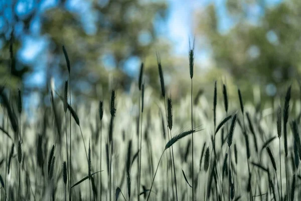 Närbild Vete Rör Sig Försiktigt Sommarbris Med Blå Bokeh Bakgrund — Stockfoto