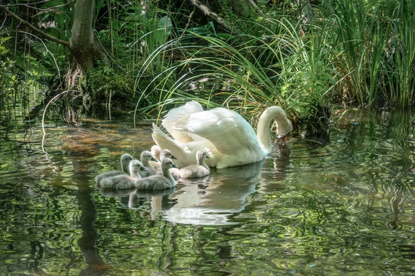 A swan family with seven cygnets swimming on a river with reflections on the water surface