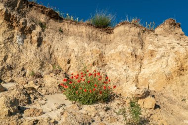 Baltık deniz adası Ruegen 'in tebeşir kayalıklarında yetişen kırmızı gelincikler.