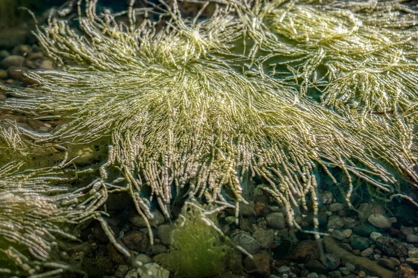 Зеленые Водоросли Движутся Чистой Океанской Воде Балтийского Моря — стоковое фото