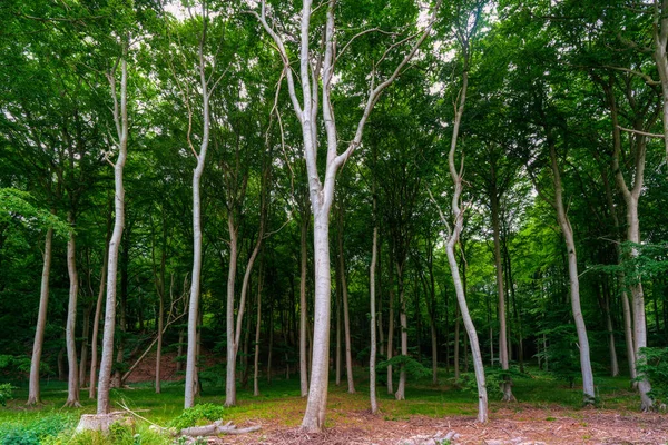 Beeches Growing Jasmund National Park Sassnitz Ruegen Island — Stock Photo, Image