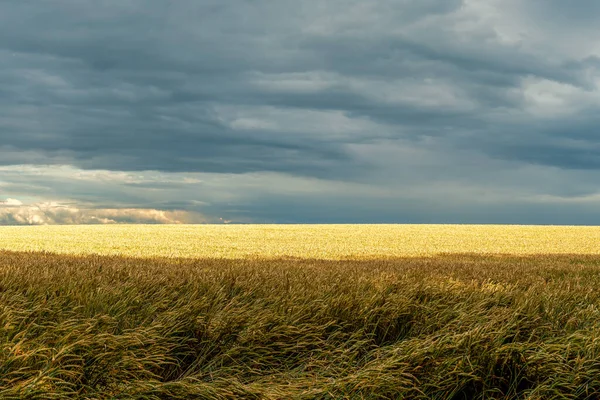 Dramatic weather - stormclouds above a sunny cornfield in summer