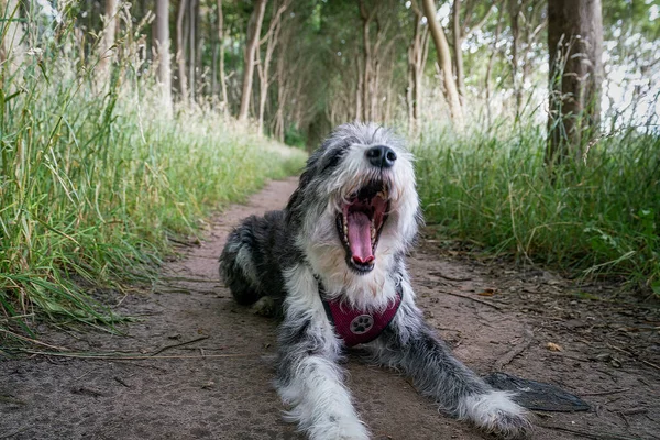 Cão Cansado Bocejando Depois Longo Passeio Por Uma Floresta — Fotografia de Stock