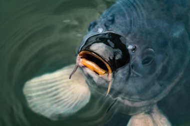 Bir sazanın ağzı açık ve su yutan bir sazan balığının ayrıntılı şekilde kapatılması.