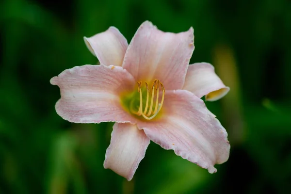 Macro Shot Día Rosa Lirio Flor Cabeza Catherine Woodberry Variedad — Foto de Stock